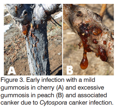 Pictured: sap oozing from the trunk of peach trees